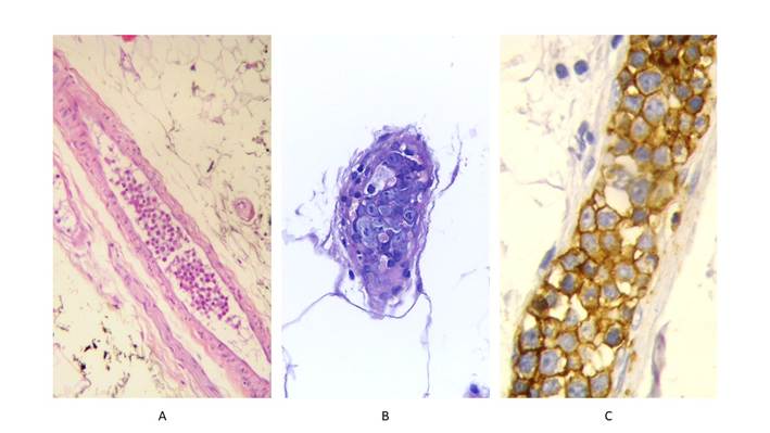 Un dibujo de un animal

Descripción generada automáticamente con confianza baja